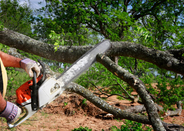 Tree Removal for Businesses in Glendale, CA